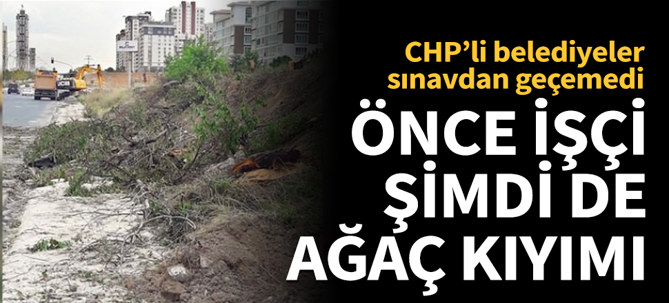 Önce işçi, şimdi de ağaç kıyımı!