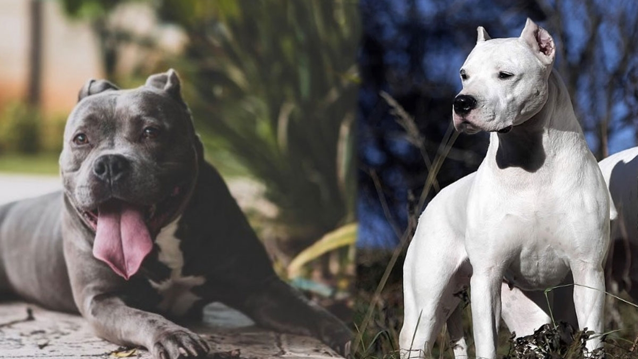 O köpekleri besleyenlere 7 bin 802 lira ceza!
