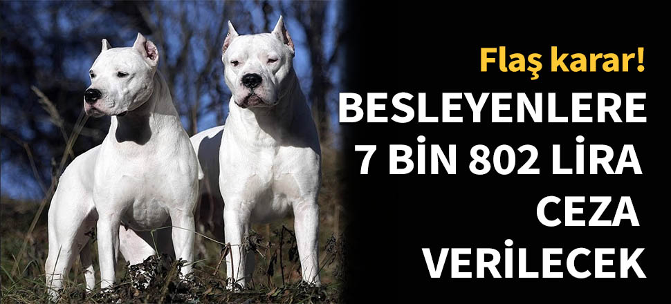 O köpekleri besleyenlere 7 bin 802 lira ceza!