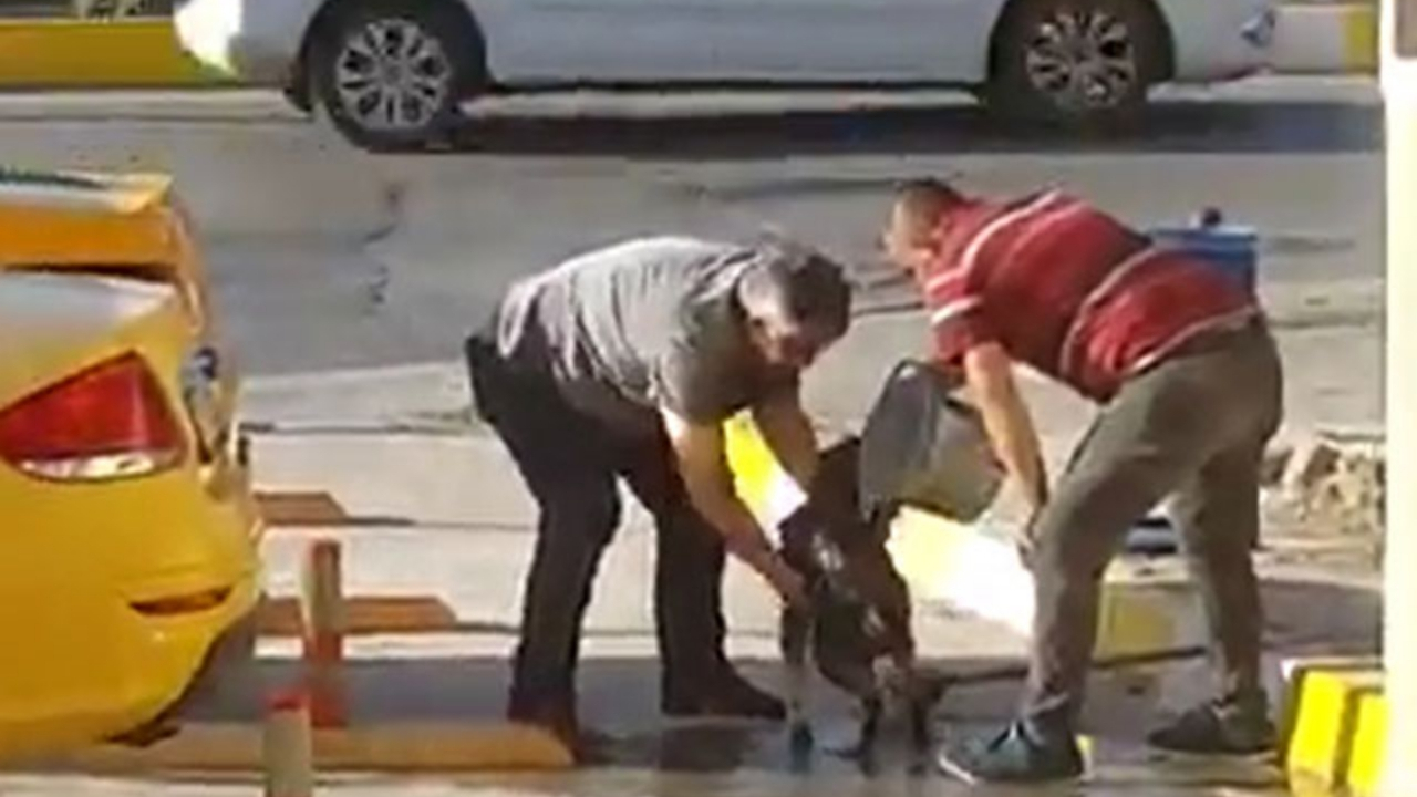 Sokak köpeğini yıkadılar!