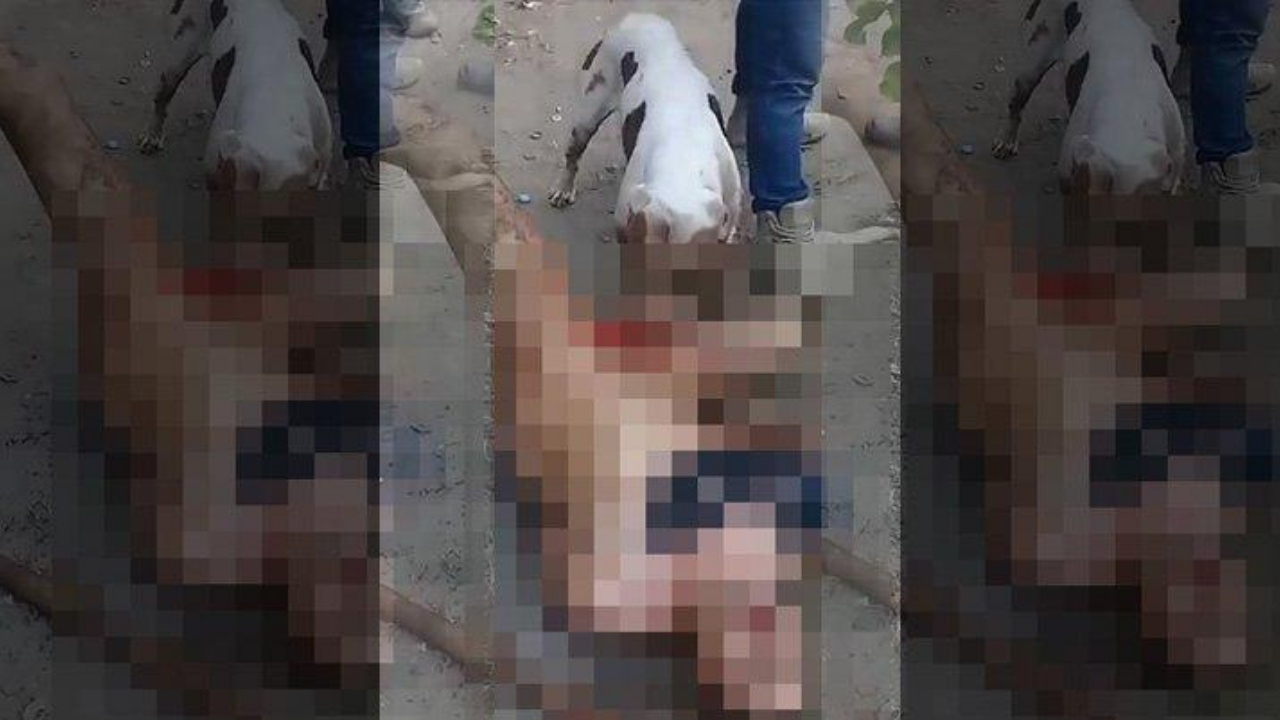 Çırılçıplak soyup cinsel organını pitbulla parçalattılar!