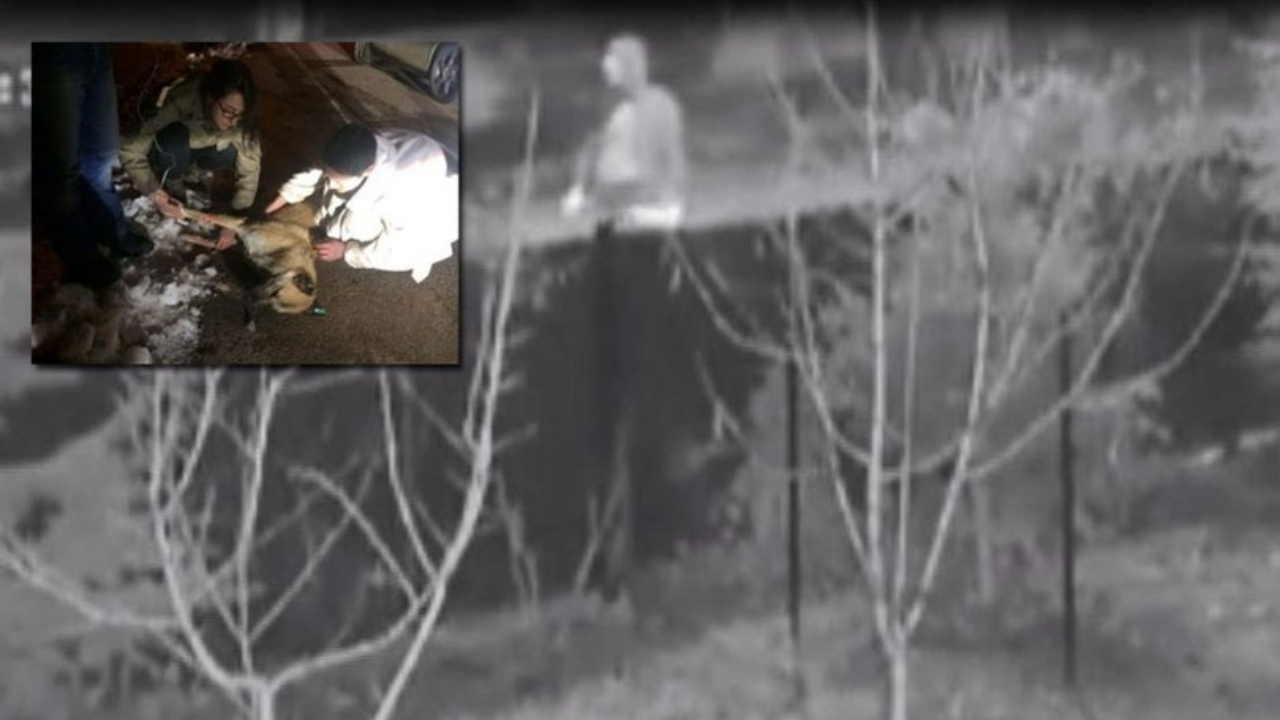 Kedi ve köpekleri zehirleyen doktora kötü haber