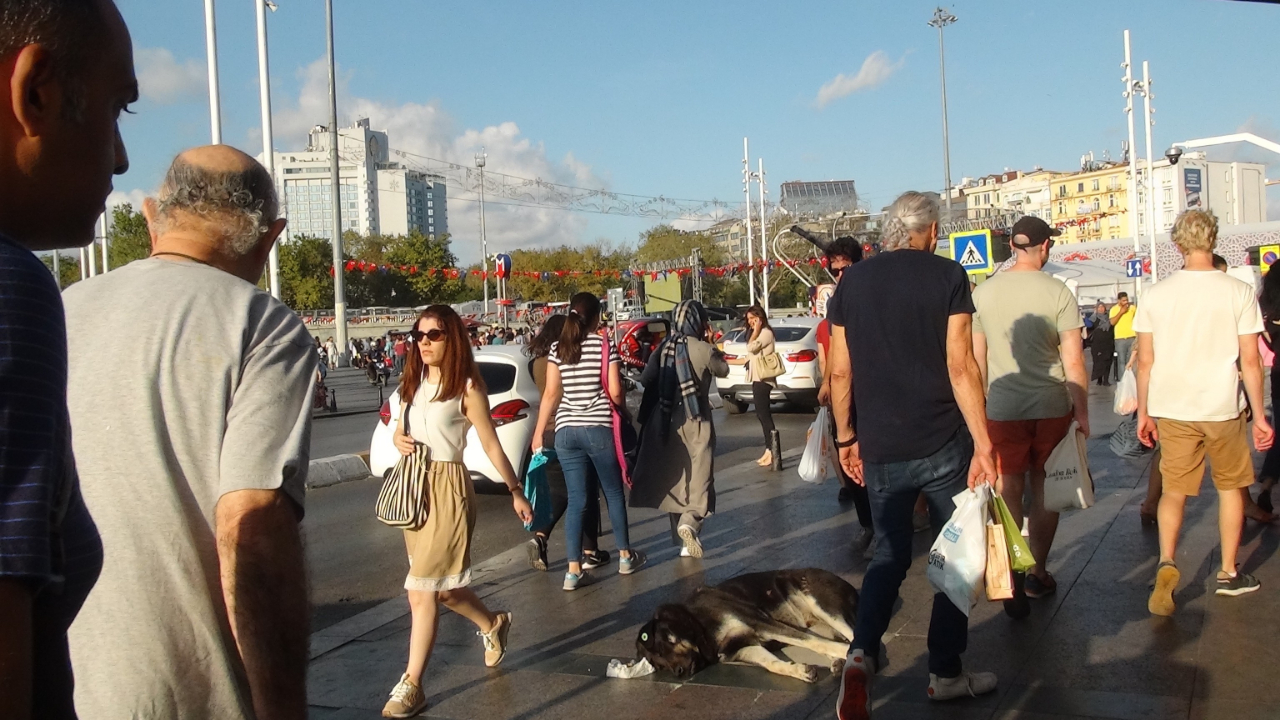 Köpek, turisti ısırdı!