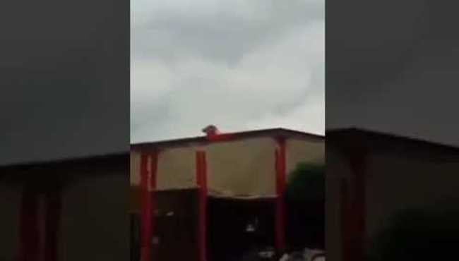Türk bayrağı açan kedi