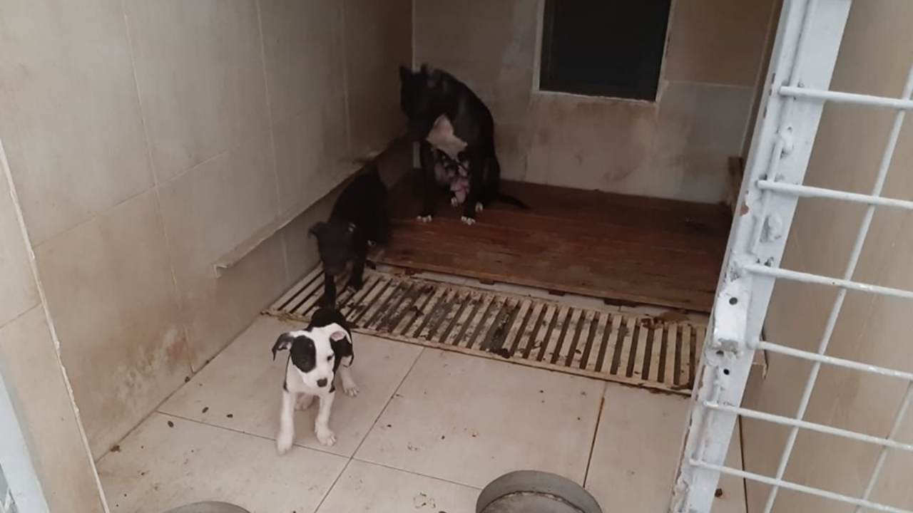 'Tehlikeli Köpekler' operasyonu!