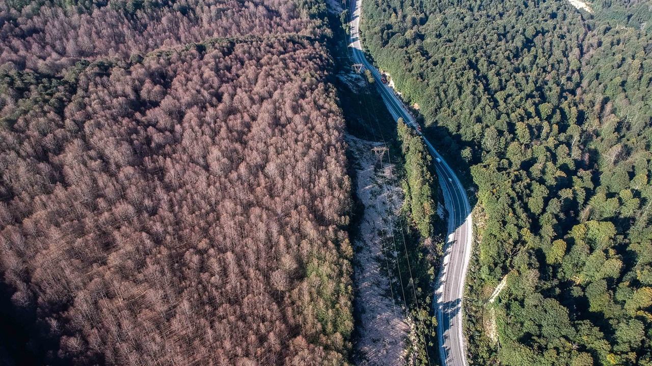 Ağaçlarda yaprak kalmadı...