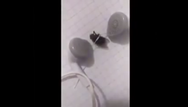 Sineğe işkence yaptılar! İple bağlayıp Aleyna Tilki dinlettiler!