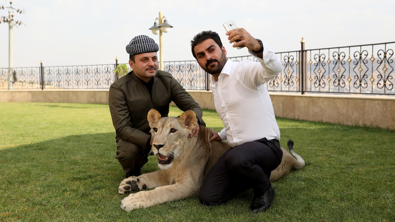 Iraklı hayvansever evinde aslan besliyor...