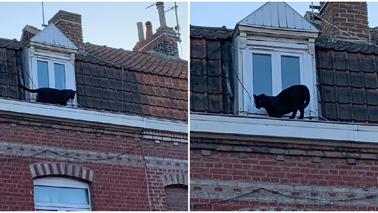 Fransa'da panter şoku...