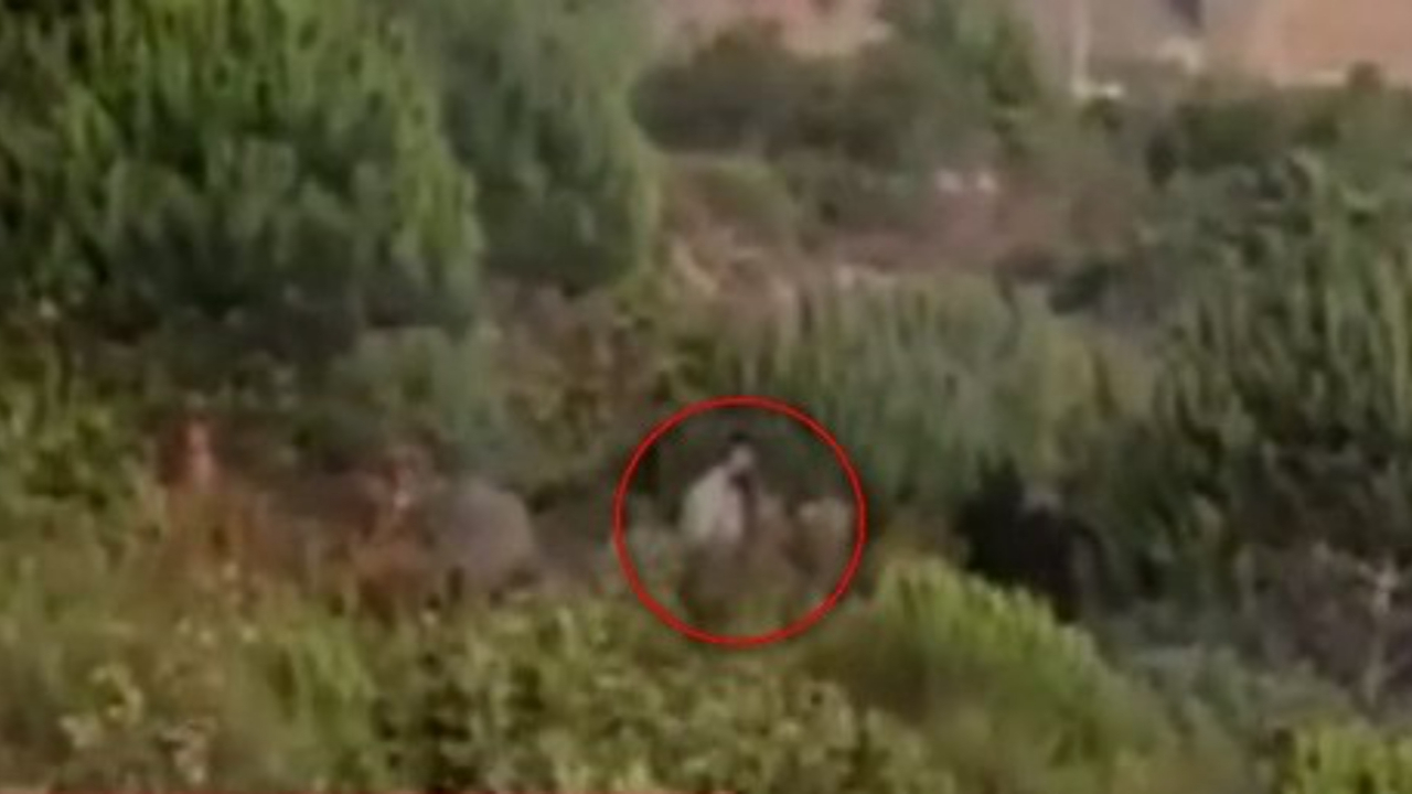 Pendik'teki ormanı kundaklayan kişi gözaltında!