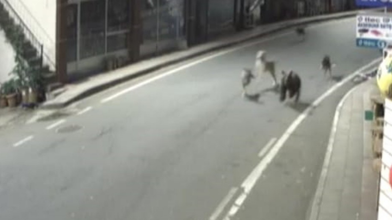 Yavru ayı, köpeklerle birlikte şehri birbirine kattı!