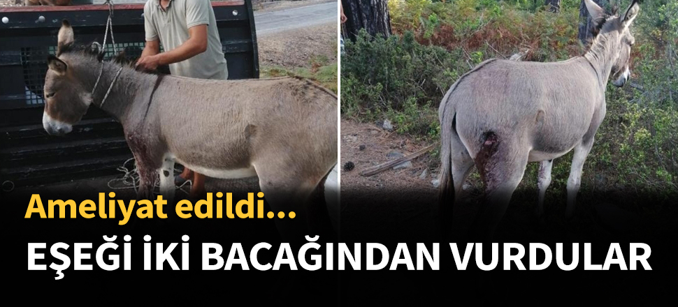 Eşeği iki bacağından vurdular...