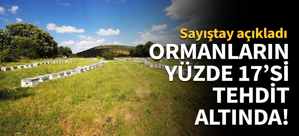 Ormanların yüzde 17'si tehdit altında!