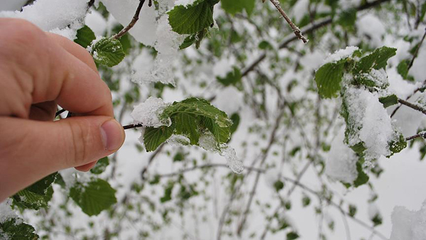 Meteorolojiden 5 il için uyarı! Don ve buzlanma...