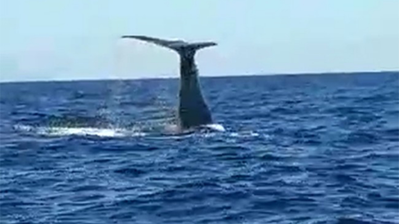 Çeşme açıklarında balina görüntülendi!