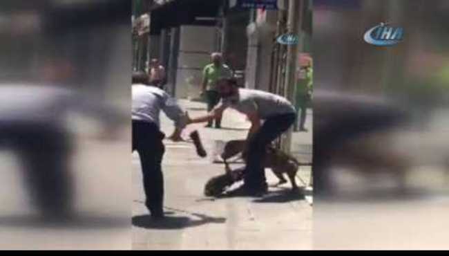 Başkentte pitbull dehşeti