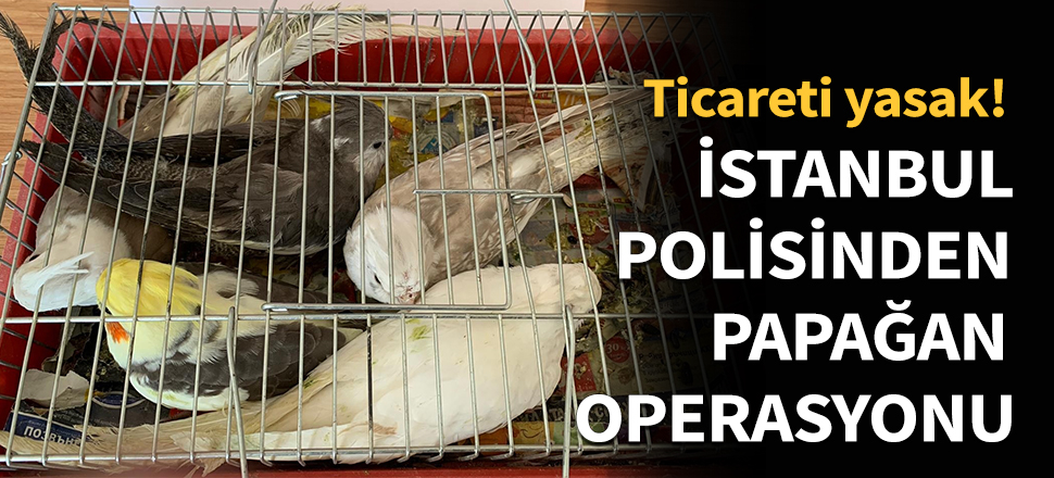 İstanbul polisinden papağan operasyonu...