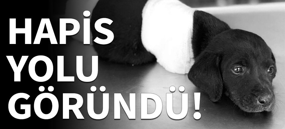 Hayvanları öldürene hapis yolu göründü!