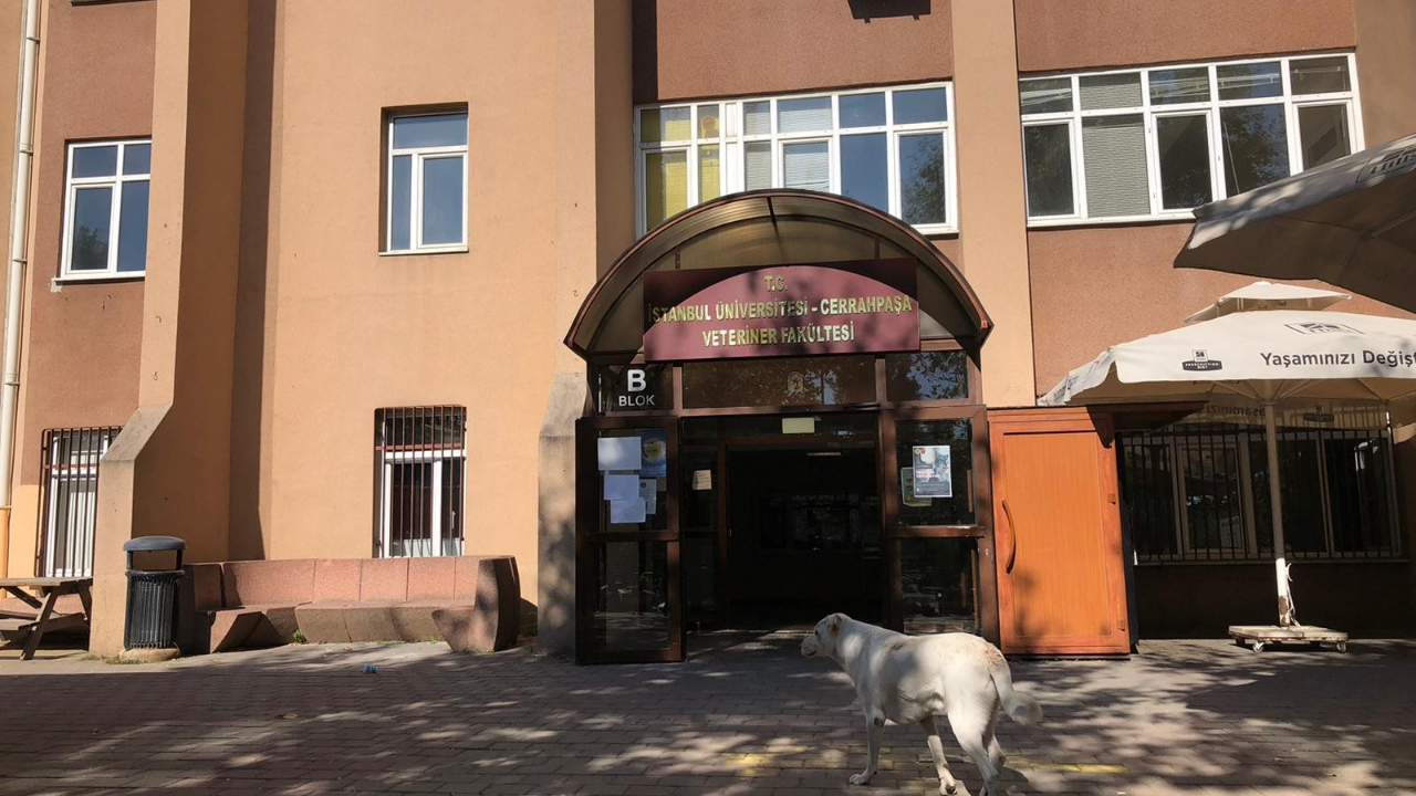 Depremde hasar gören fakülteler boşaltılıyor!