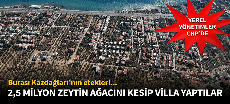 Kazdağları'nda villa için 2,5 milyon zeytin ağacını kestiler!