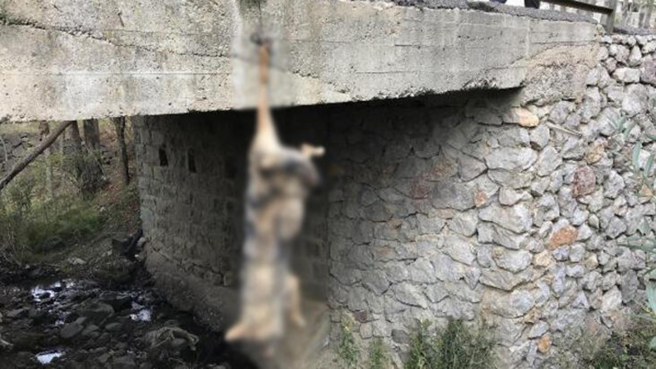 Öldürüp bacağından köprüye astılar!