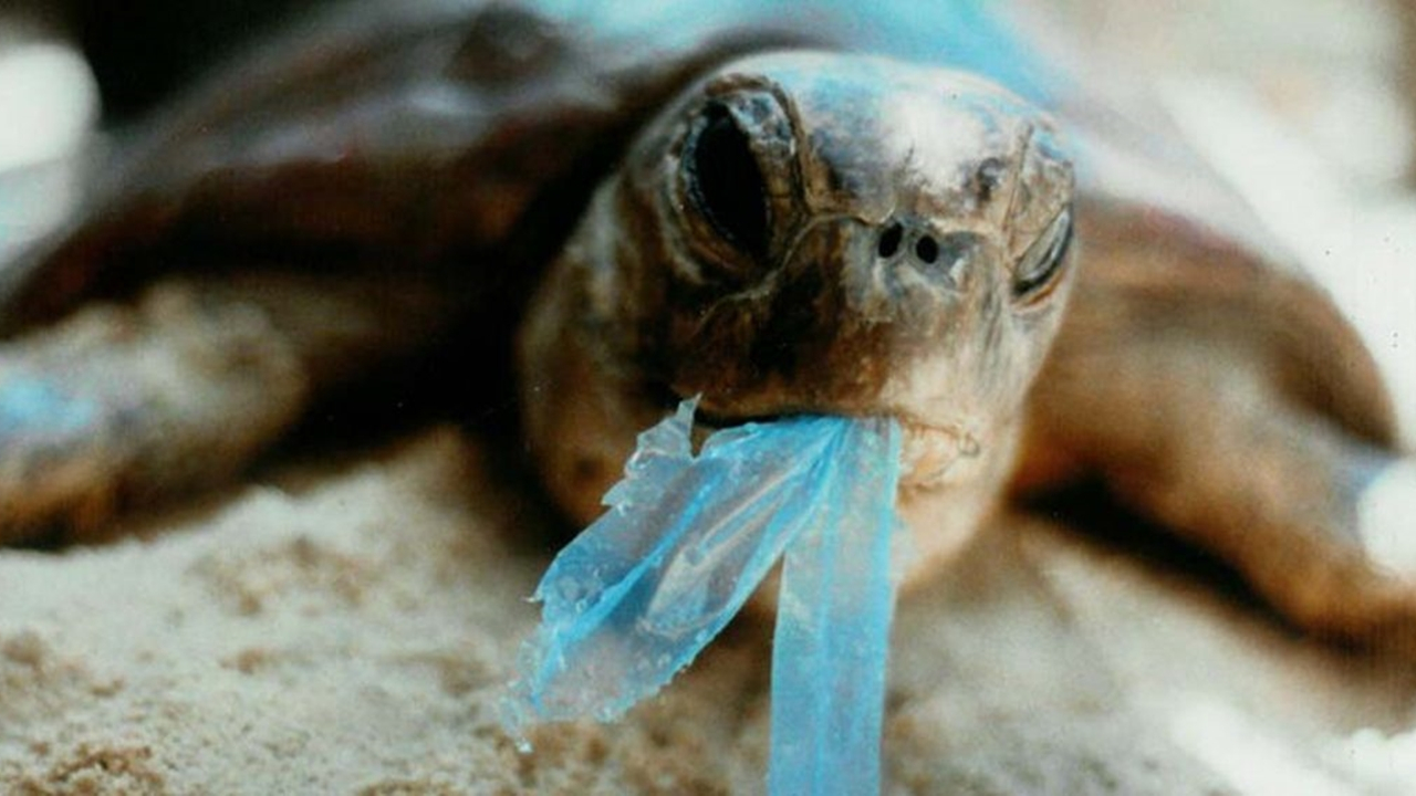 Kaplumbağanın midesinden 104 parça plastik çıktı!