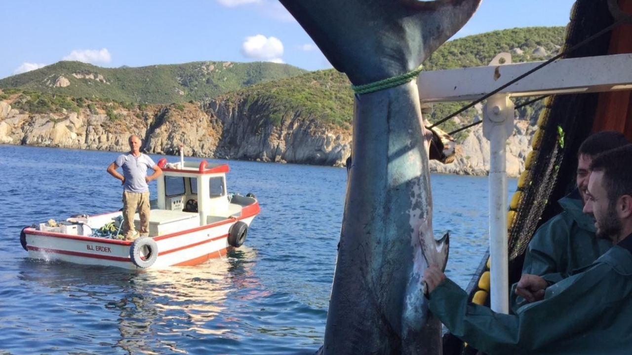Yakaladığı köpek balığına tekme attı, ceza yedi!