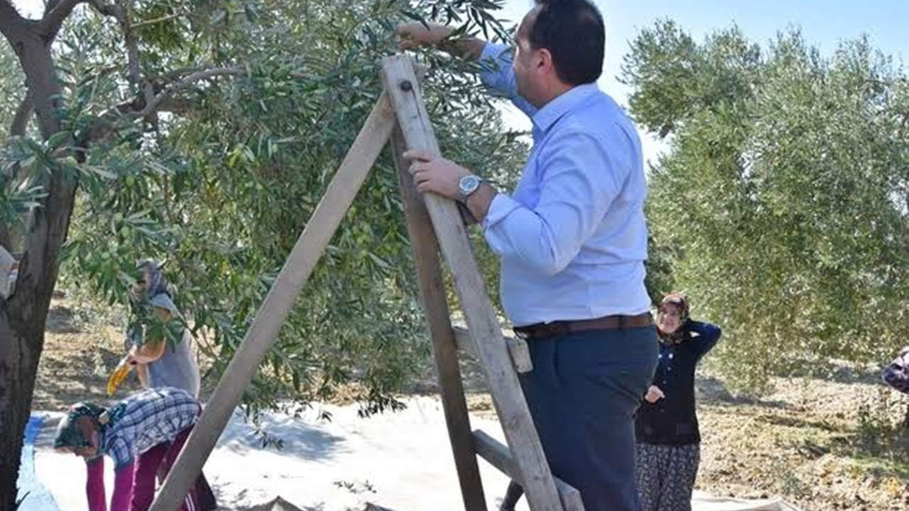 Manisa'da Başkan Besim Dutlulu, çiftçilerle birlikte zeytin topladı