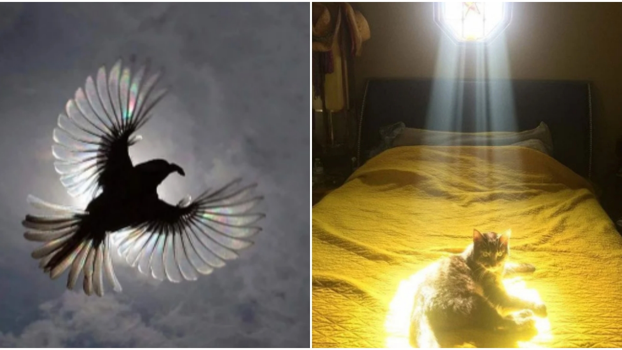 Şanslı insanlar tarafından çekilmiş fotoğraflar!