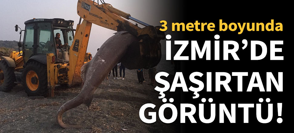 İzmir'de şaşırtan görüntü