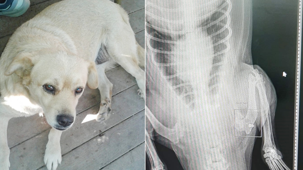 Sokak köpeğini pompalı tüfekle vurdular!