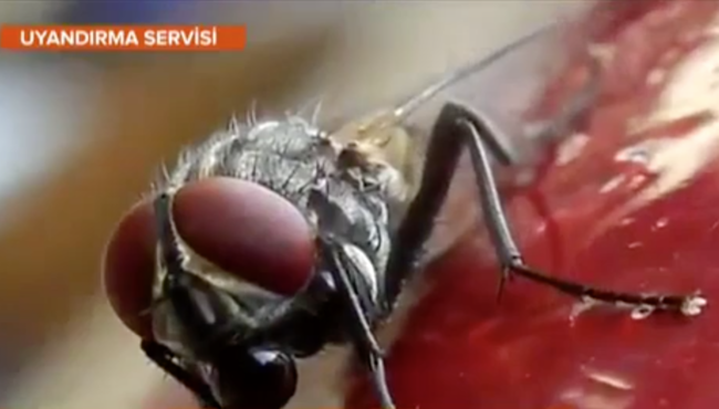 İsveçli bilim insanları araştırdı: Yılda 1 Kilo böcek yiyoruz!
