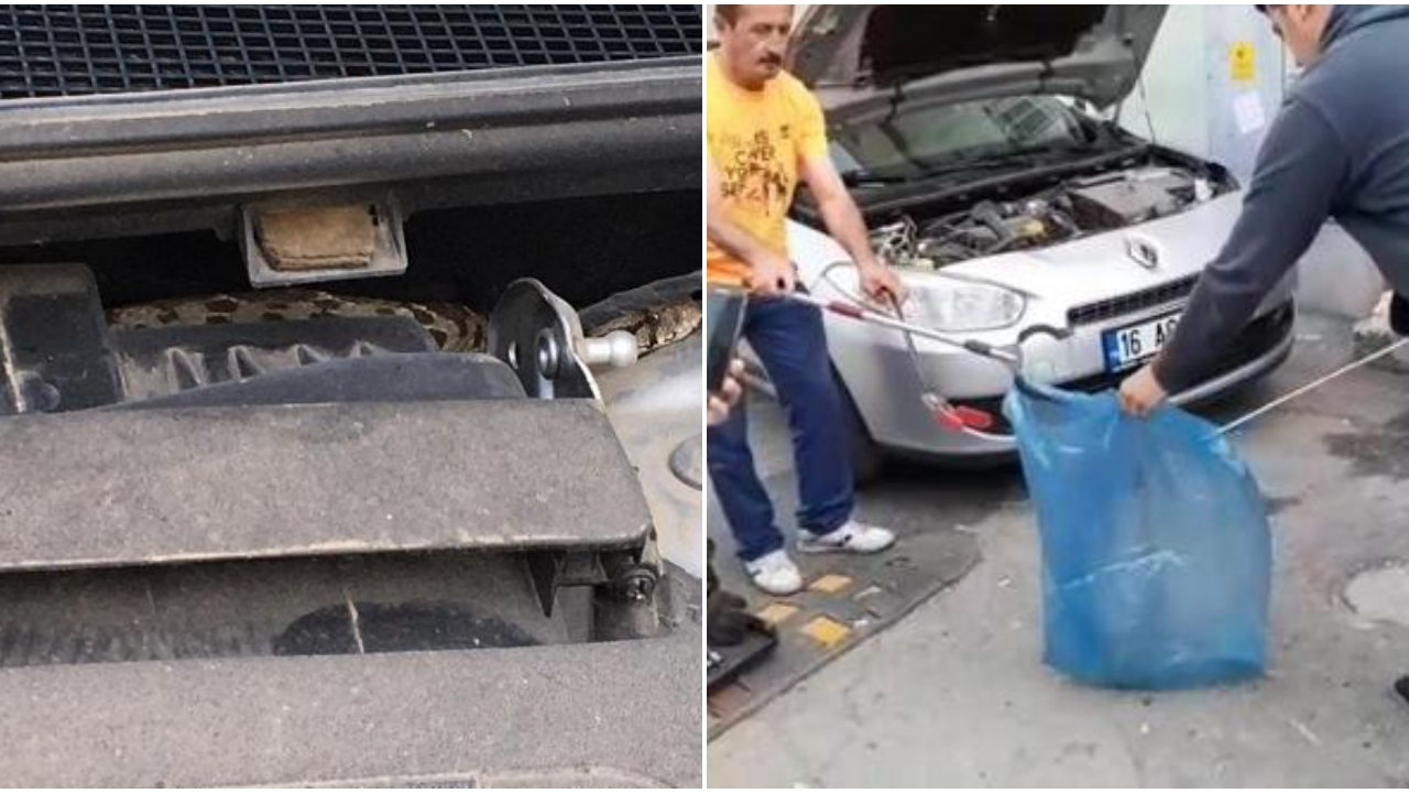 Satın aldığı otomobilin motorundan yılan çıktı!