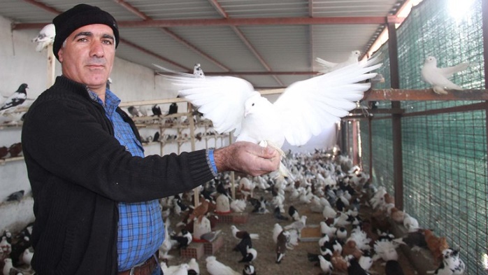 Zimmetine geçirdiği 2 milyon lirayı güvercine yatırdı!