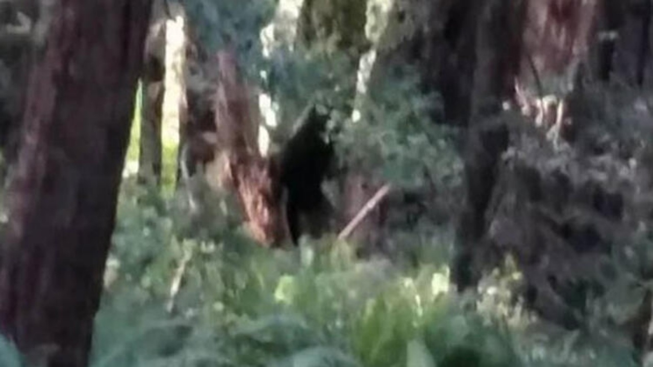 Yarı insan yarı köpek! Halk korku içinde...