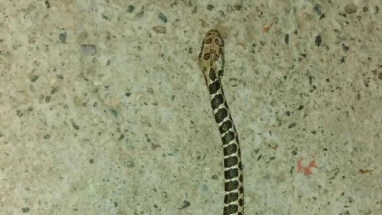 Bulanık su gelen musluktan yılan çıktı!