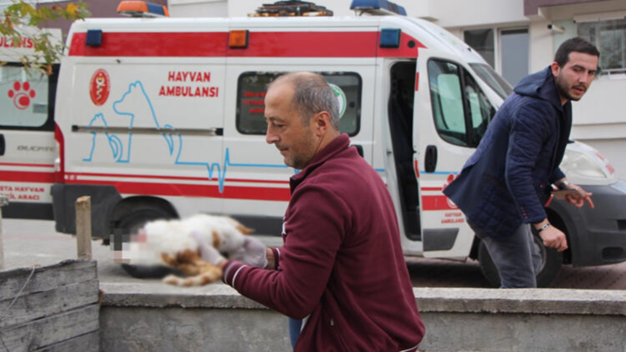 Vahşet! Ayakları kopuk halde 5 kedi bulundu