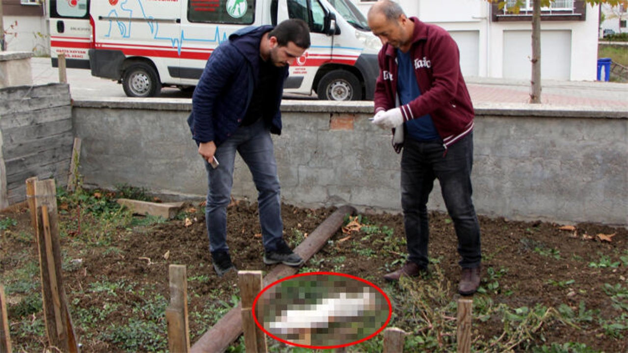Bolu'da kedi katliamları sürüyor!