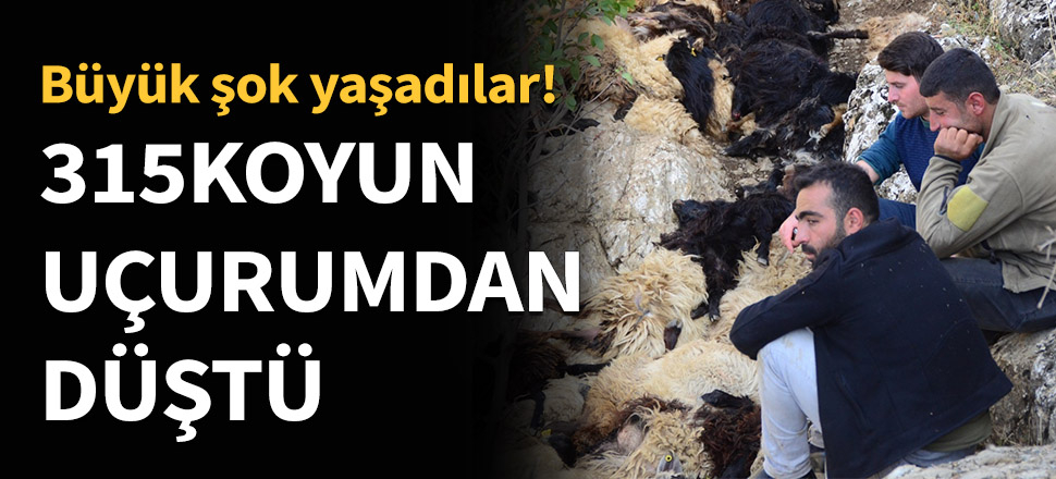 315 koyun uçurumdan düştü...