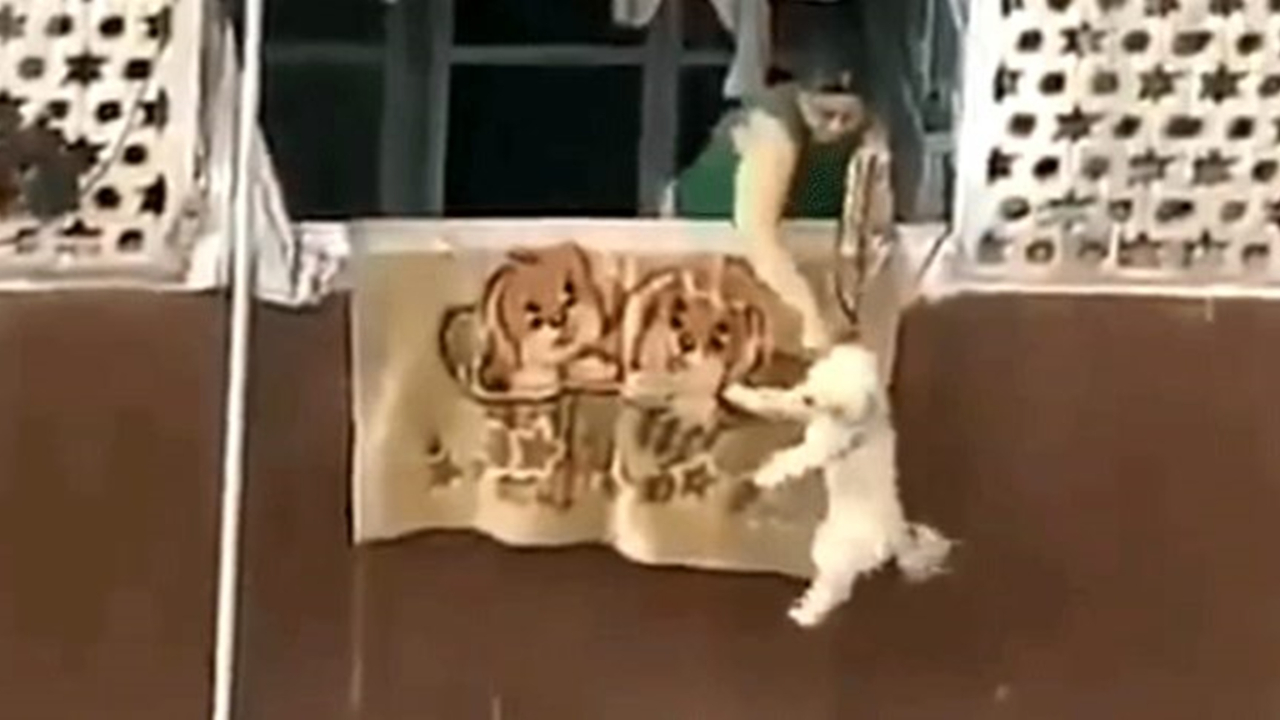 Vicdansız kadın köpeğine böyle işkence yaptı!