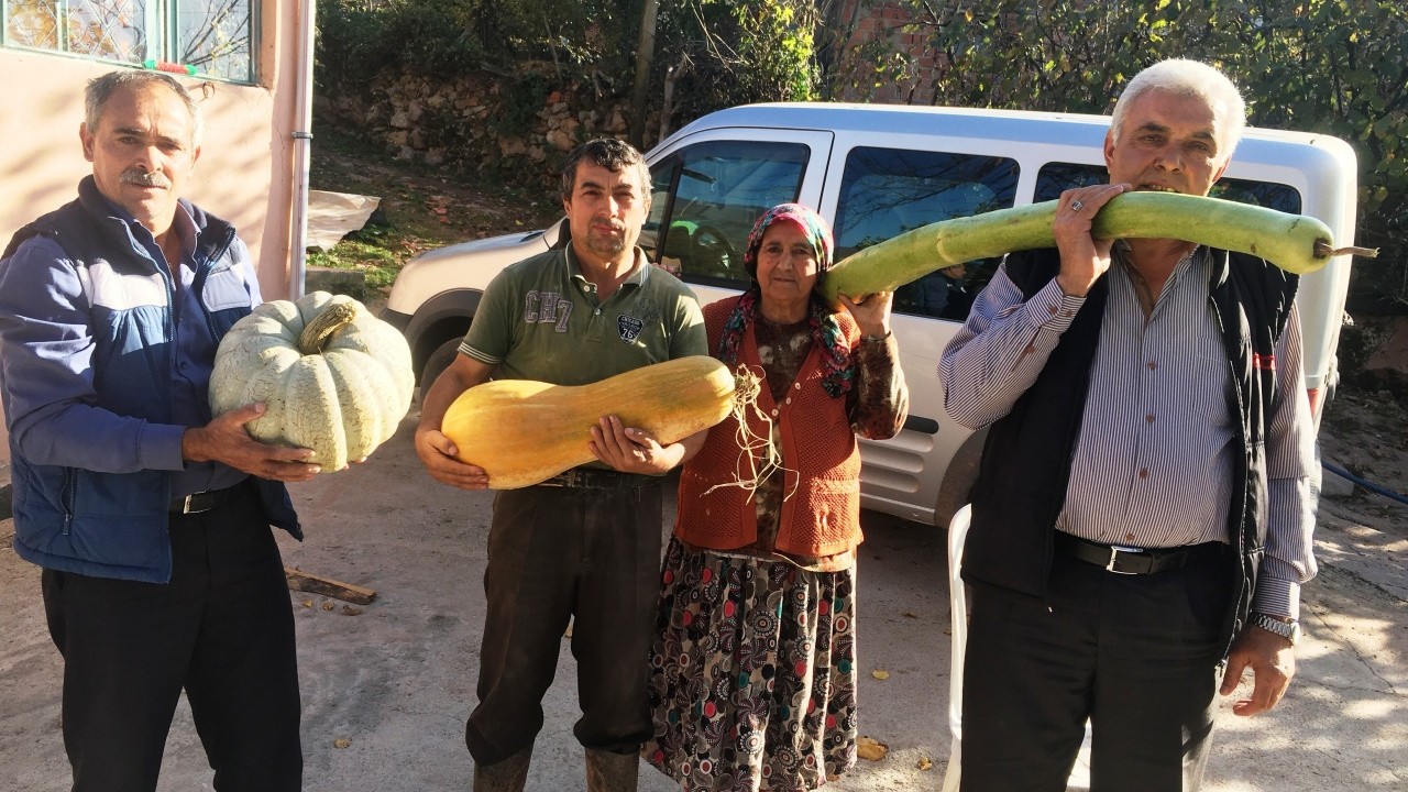 Bartın'da köylüyü şaşırtan kabak boyu!