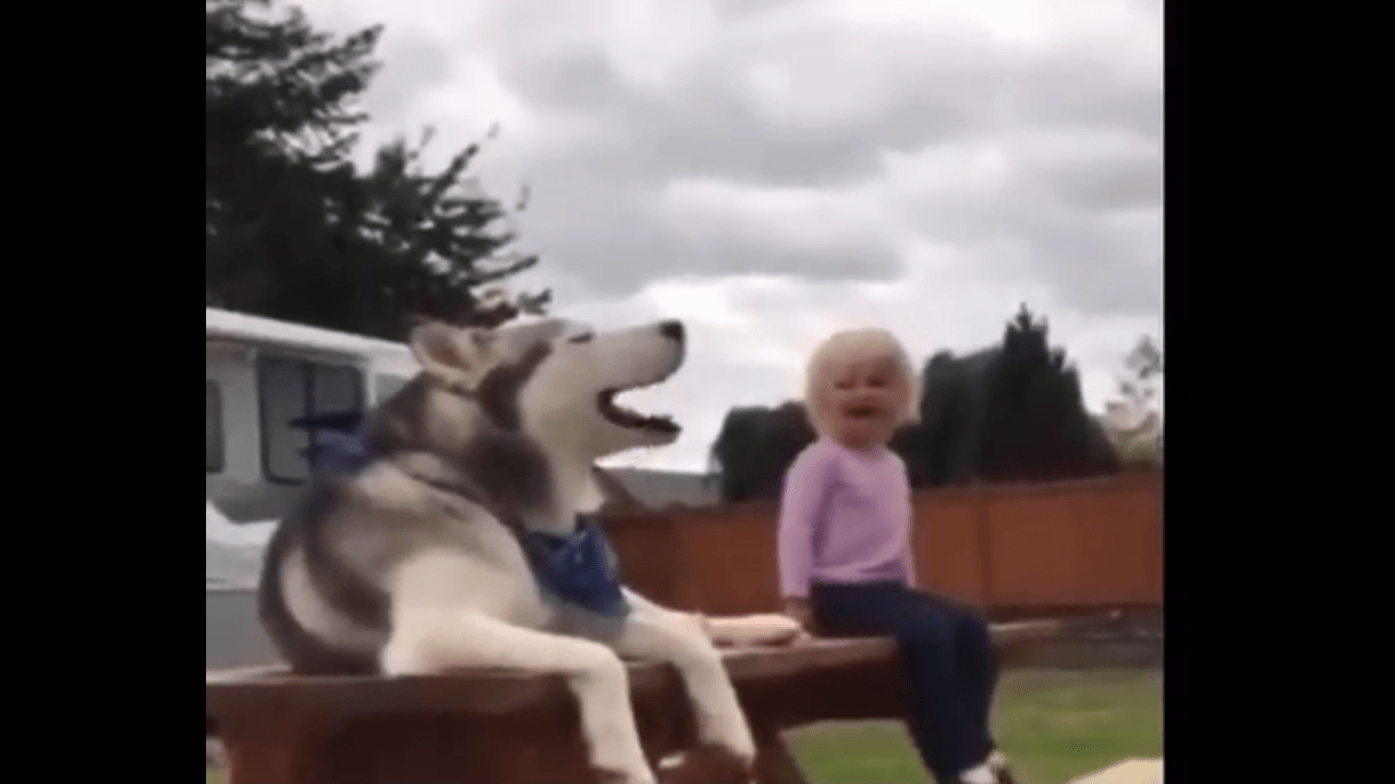 Köpeği ile çığlık yarışına giren afacan! Çok eğleneceksiniz...