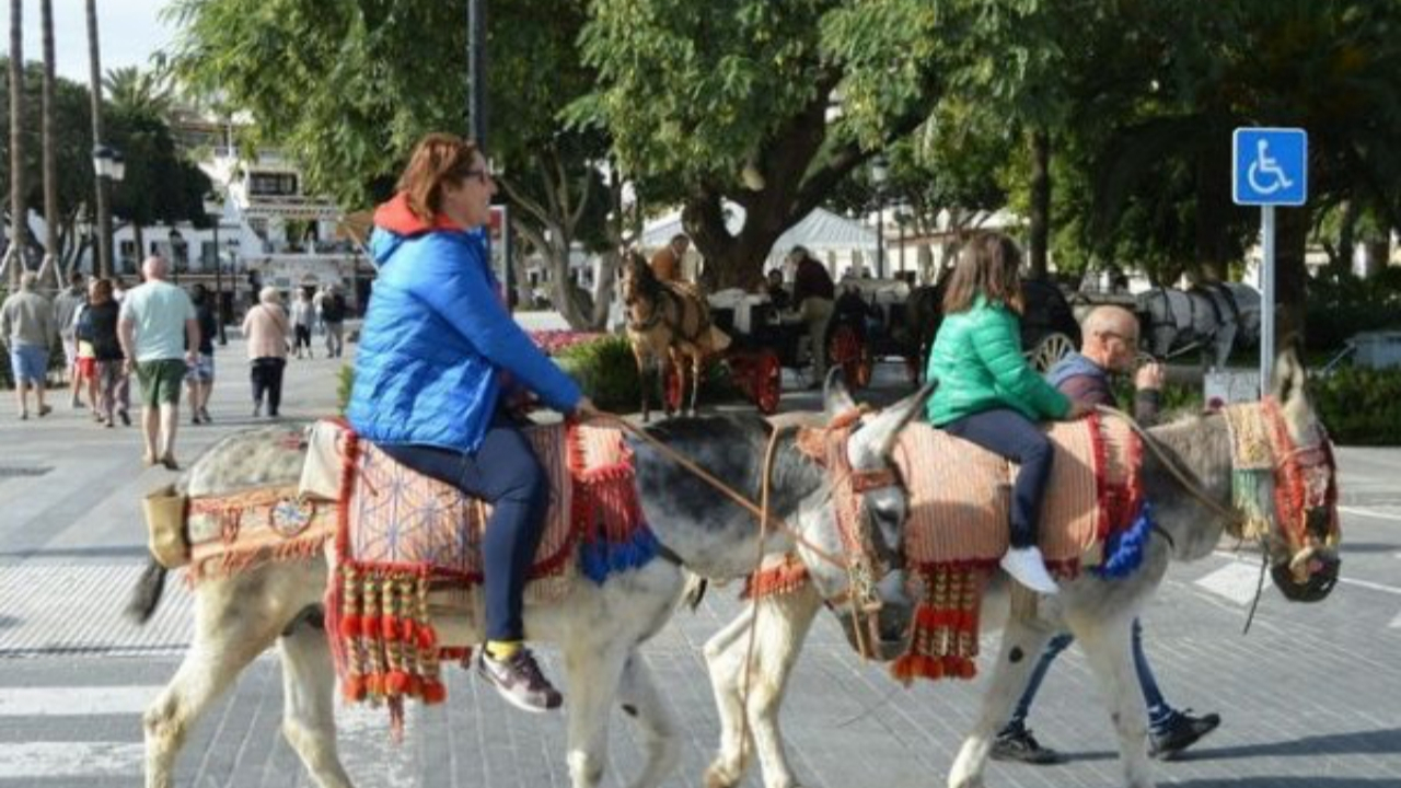 Kilolu turistlere eşeklere binme yasağı!