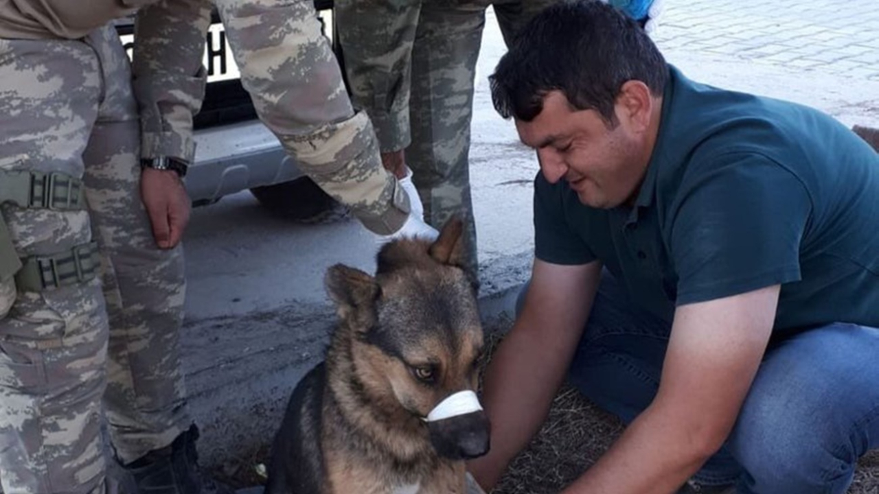 Mehmetçik'ten Rasulayn'da yaralı köpeğe yardım eli!