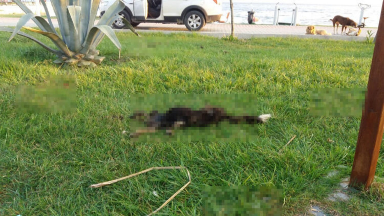 Bursa'da satanist ayin! 6 parçaya bölüp...