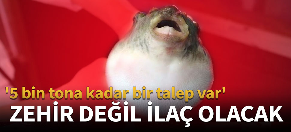 Balon balıkları zehir değil ilaç olacak
