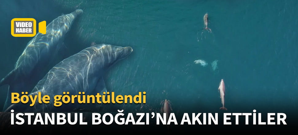 Yunuslar İstanbul Boğazı'na akın etti