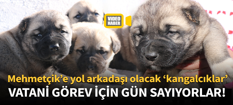 Mehmetçik'e yol arkadaşı olacak 'kangalcıklar'
