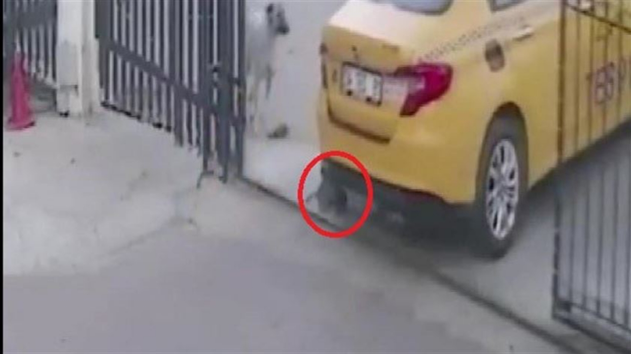 Taksici yavru köpeği göz göre göre ezdi!