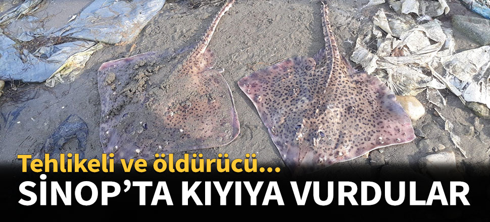 Sinop'ta kıyıya vurdular...